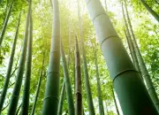 Bambu Manggong, Keindahan Tradisional yang Menginspirasi Arsitektur Modern