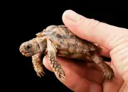 Mengenal Padloper Tortoise, Kura-Kura Terkecil di Dunia dari Afrika Selatan