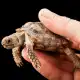 Mengenal Padloper Tortoise, Kura-Kura Terkecil di Dunia dari Afrika Selatan