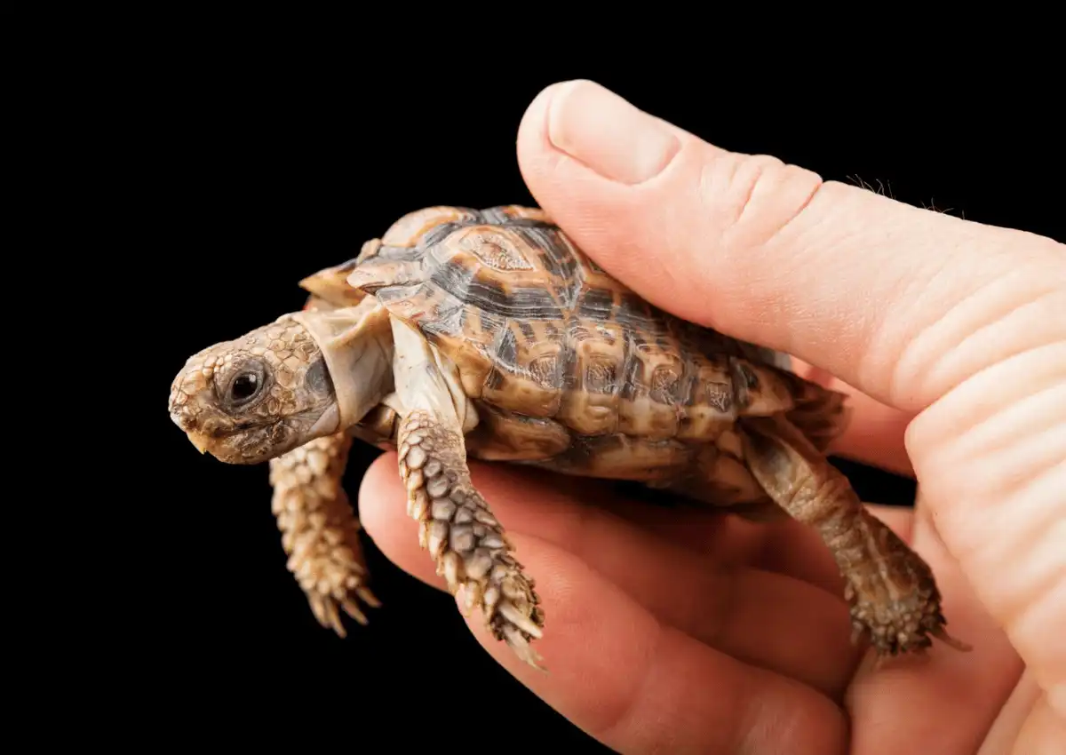 Padloper Tortoise, Kura-Kura Kecil