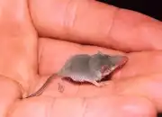 Mengenal Tikus Etruria, Si Mamalia Terkecil di Dunia