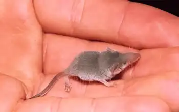 Tikus Eturia