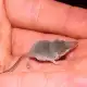 Tikus Eturia