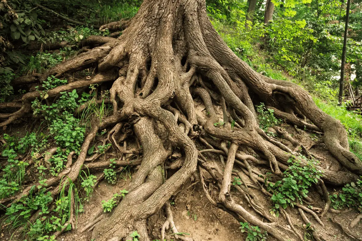 akar pohon di hutan.