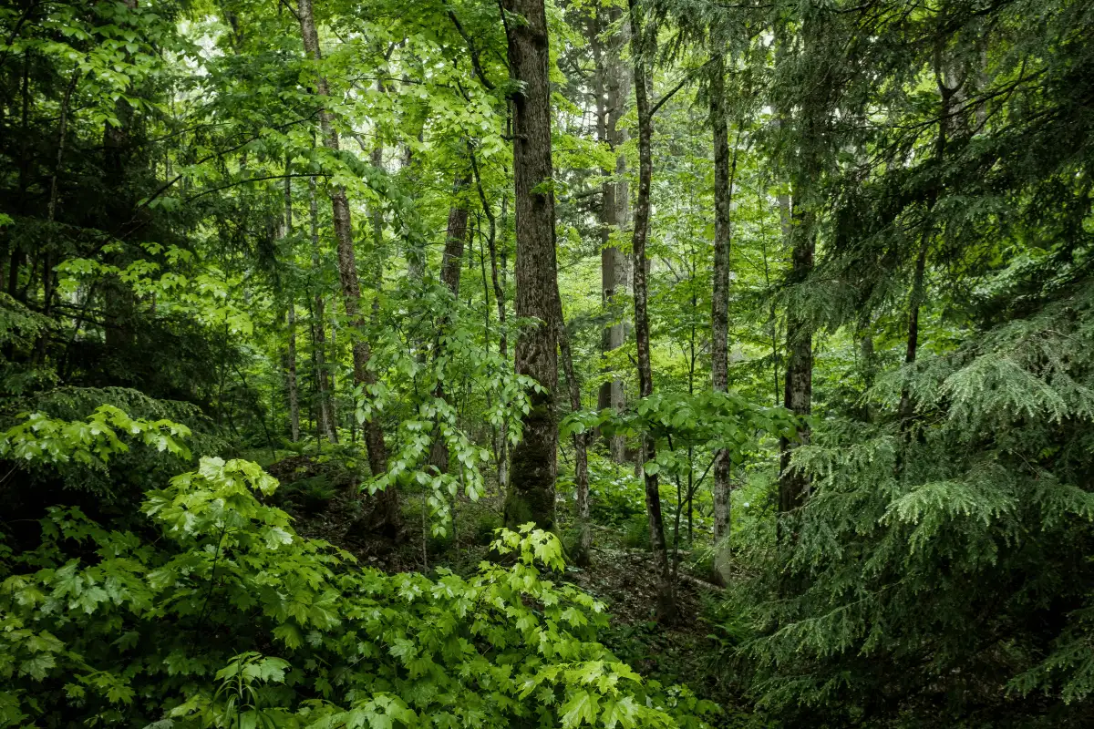  pohon di dalam hutan. 