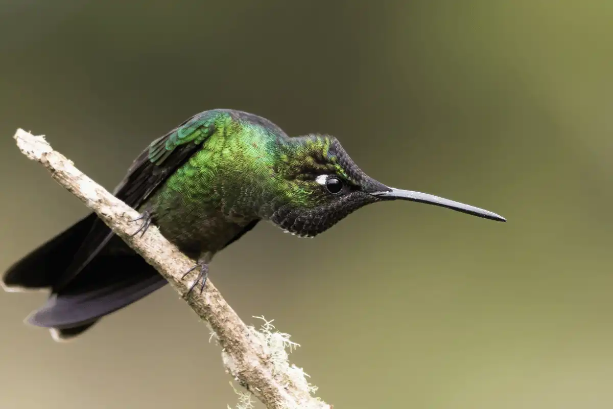 Burung Kolibri Lebah.