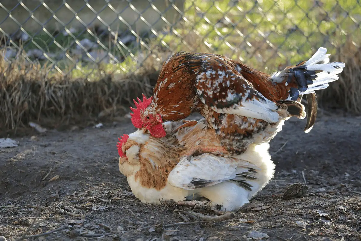 Ayam Kawin