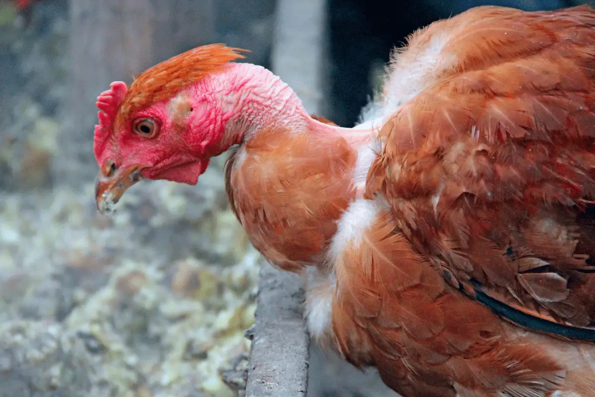 ayam tanpa bulu