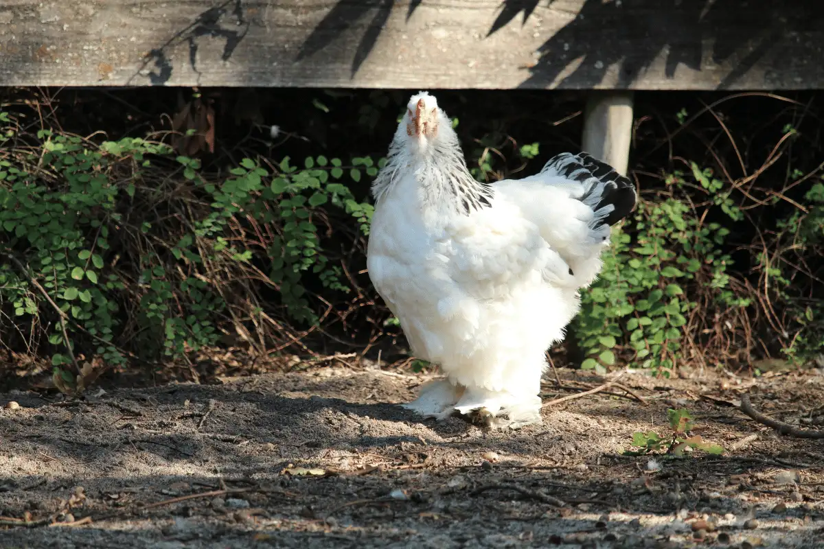  Ayam Raksasa