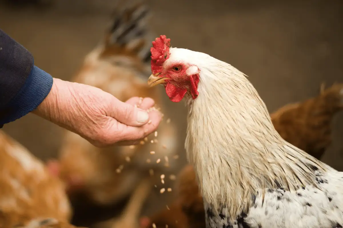 Memberi makan ayam