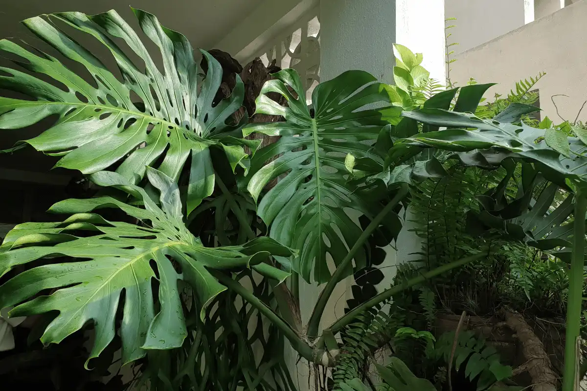 Monstera Deliciosa