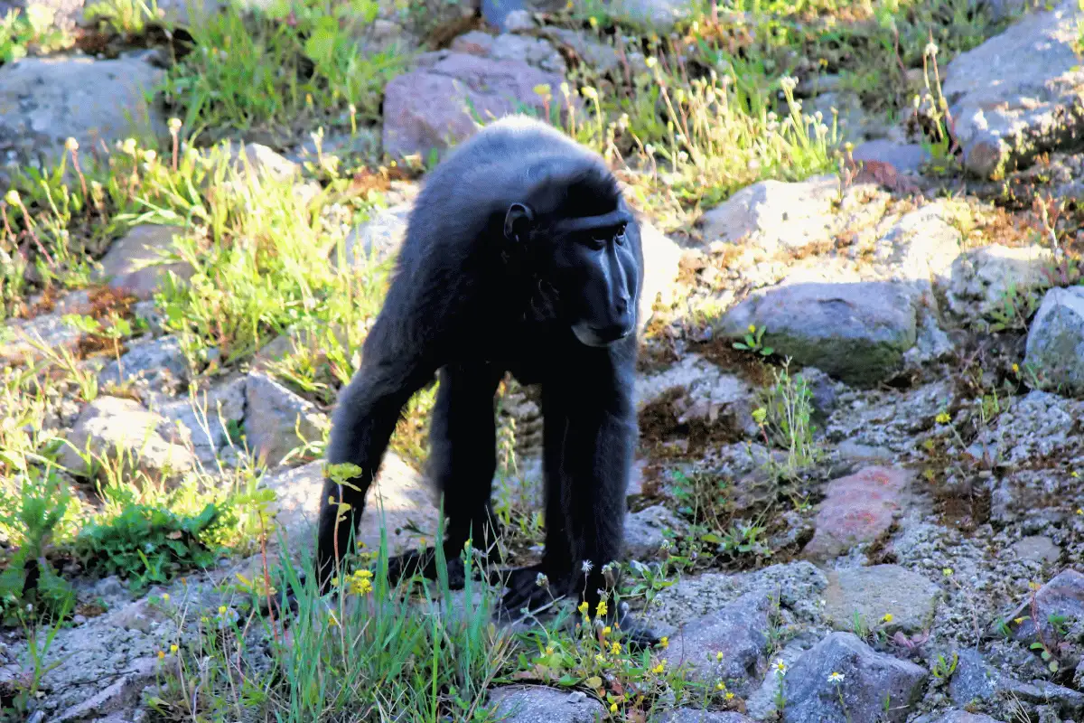 Monyet Hitam Sulawesi.