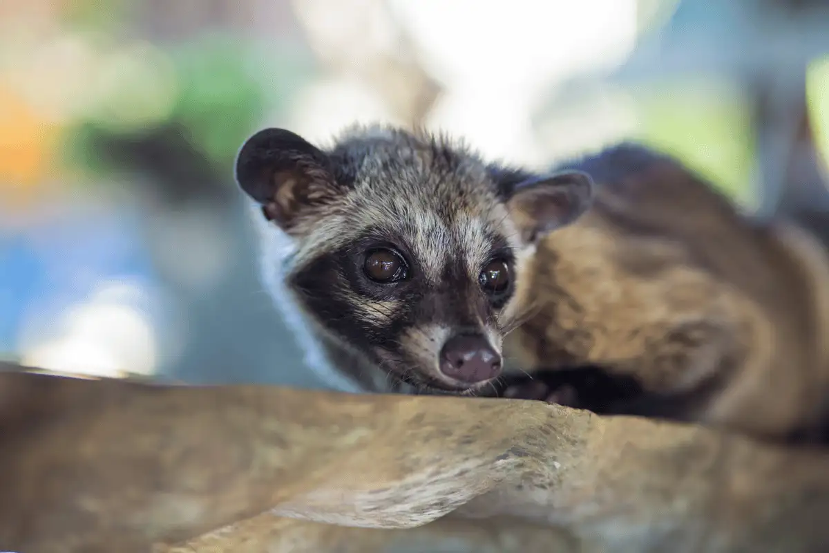 Musang Sulawesi