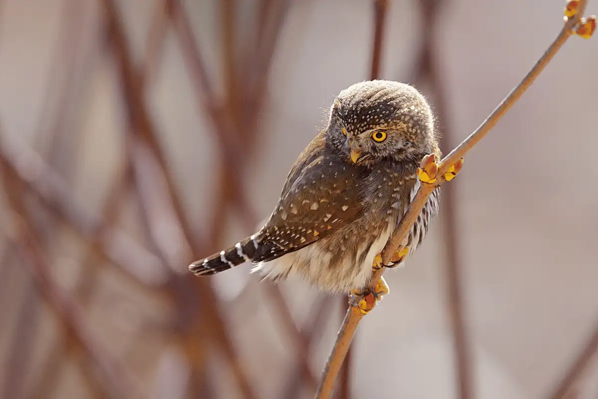 Northern Pygmy Owl