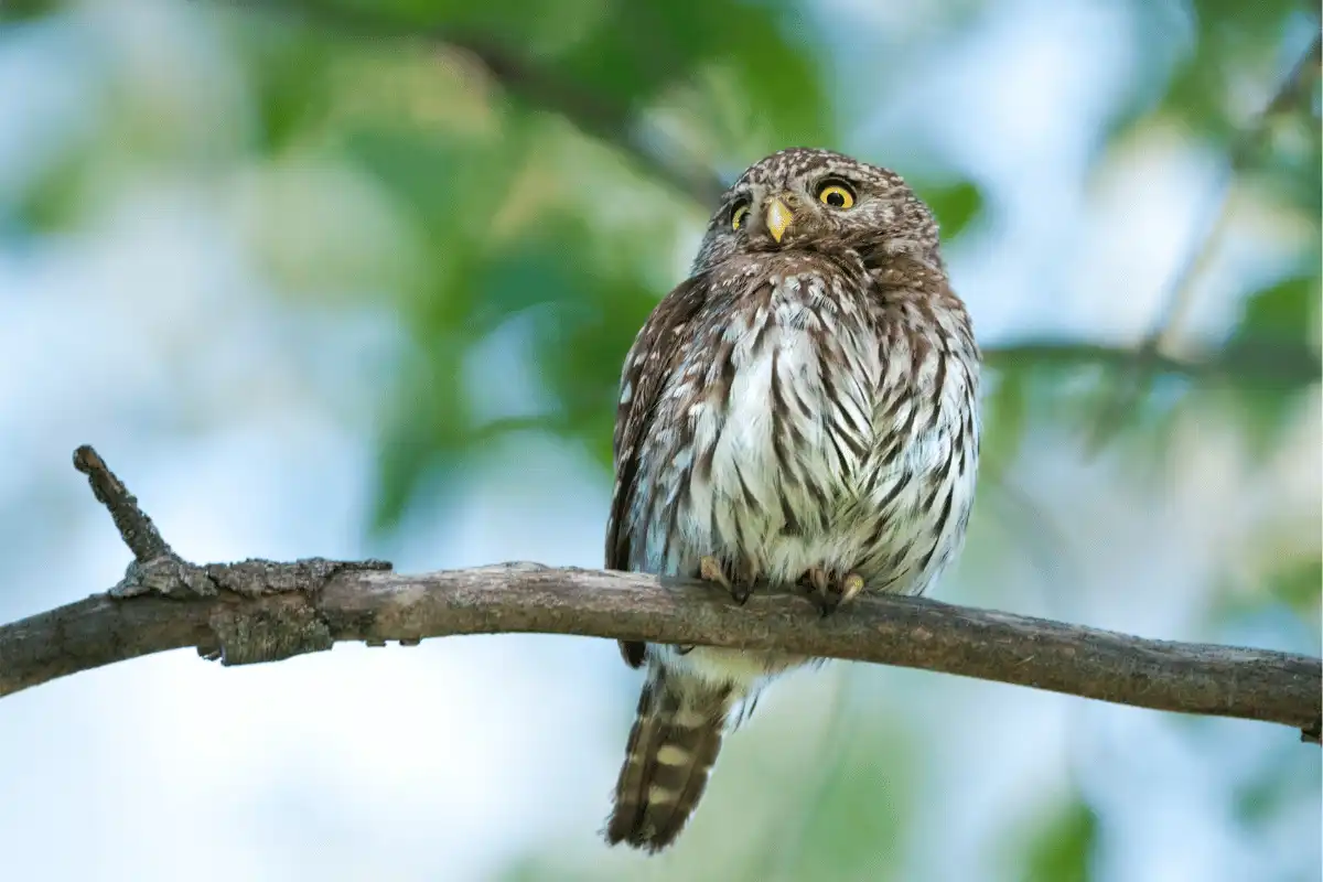 Northern Pygmy-owl 