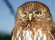 Northern Pygmy-owl, Burung Hantu Mungil yang Aktif di Siang Hari