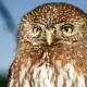 Northern Pygmy-owl