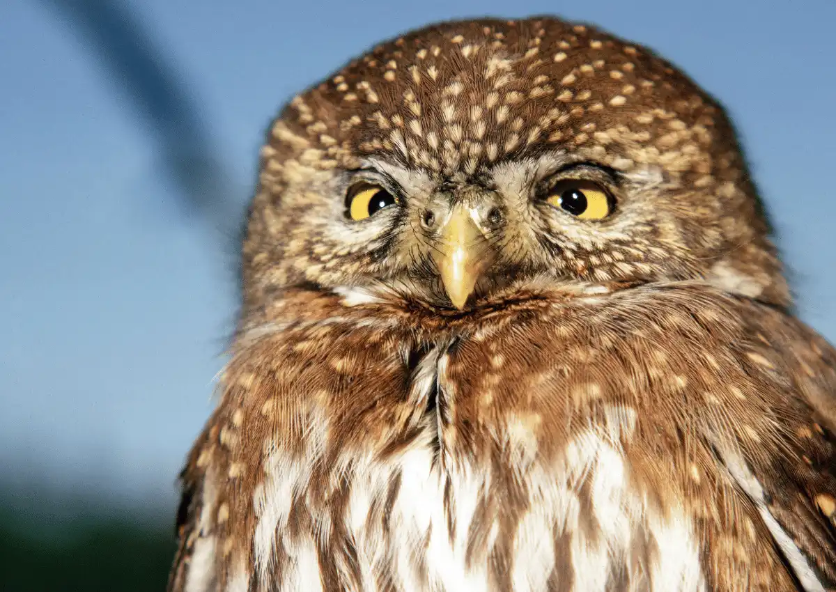 Northern Pygmy-owl