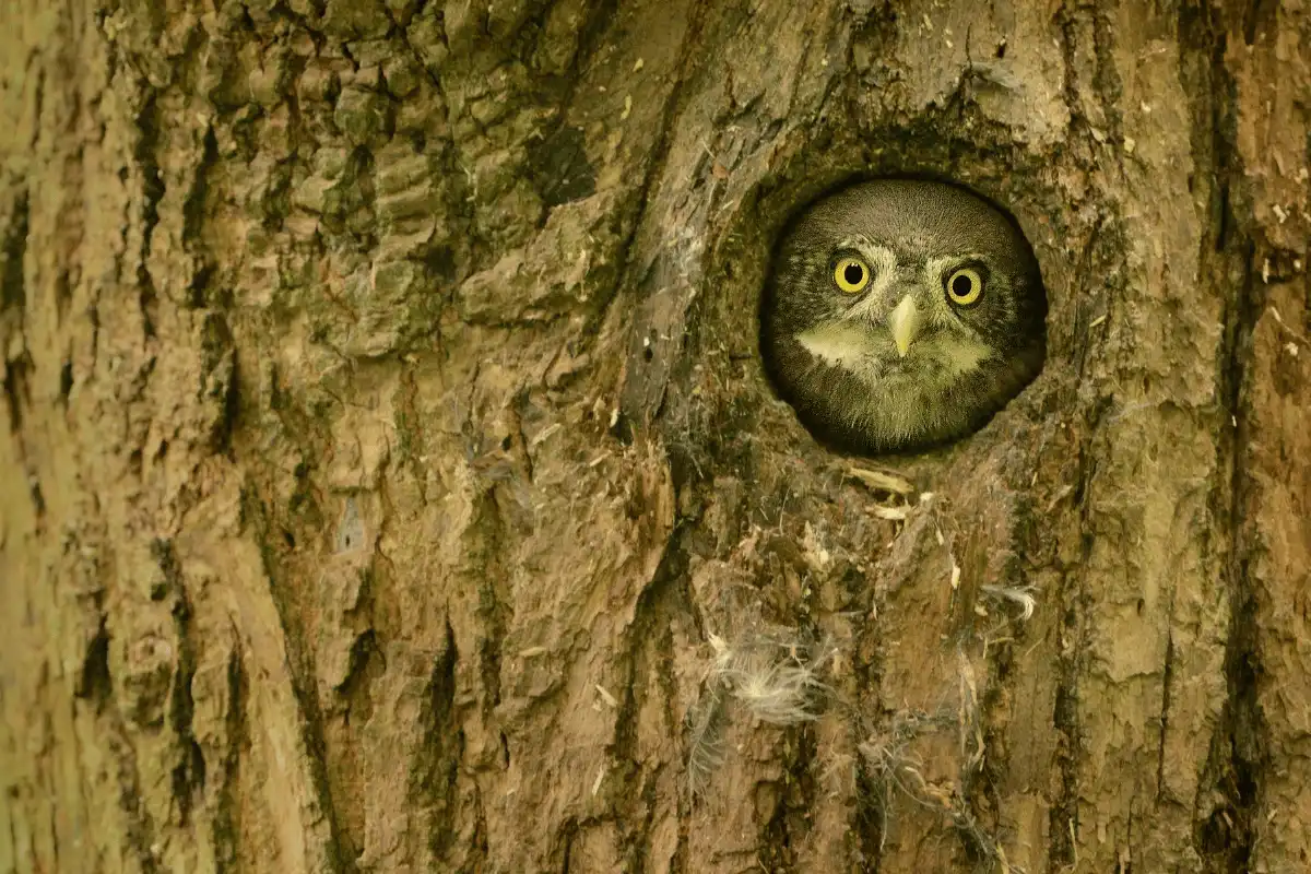 Northern Pygmy-owl