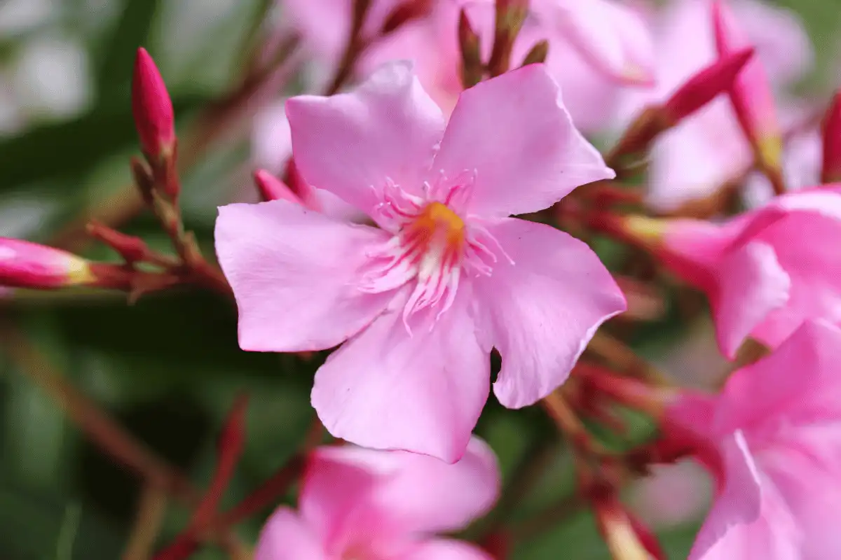 Oleander (Nerium oleander