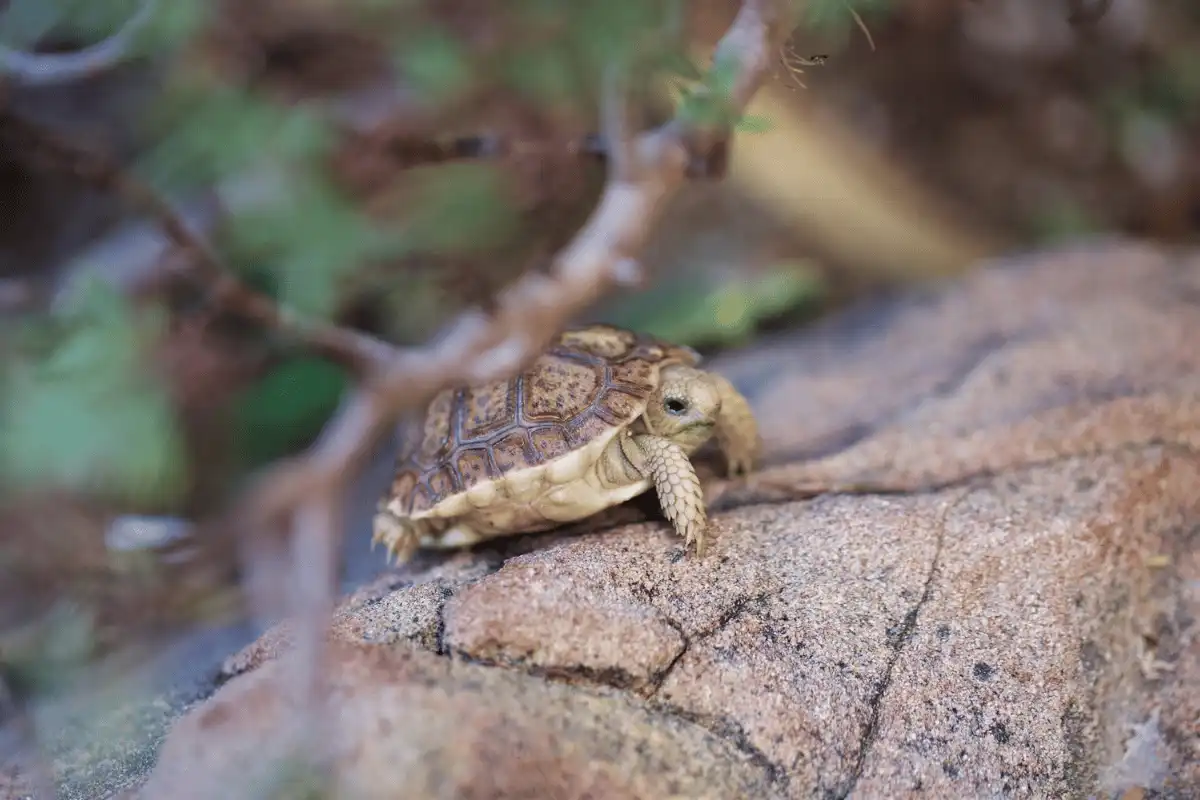 Padloper Tortoise