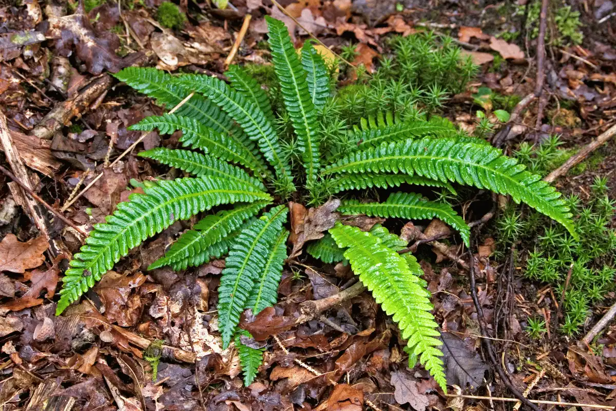 Pakis Keras (Blechnum spicant)