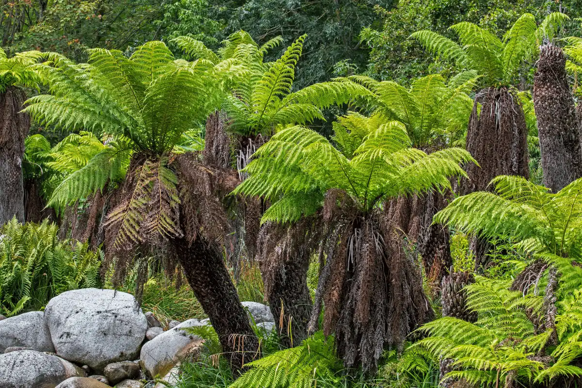 Pakis Pohon Lembut (Dicksonia antarctica)