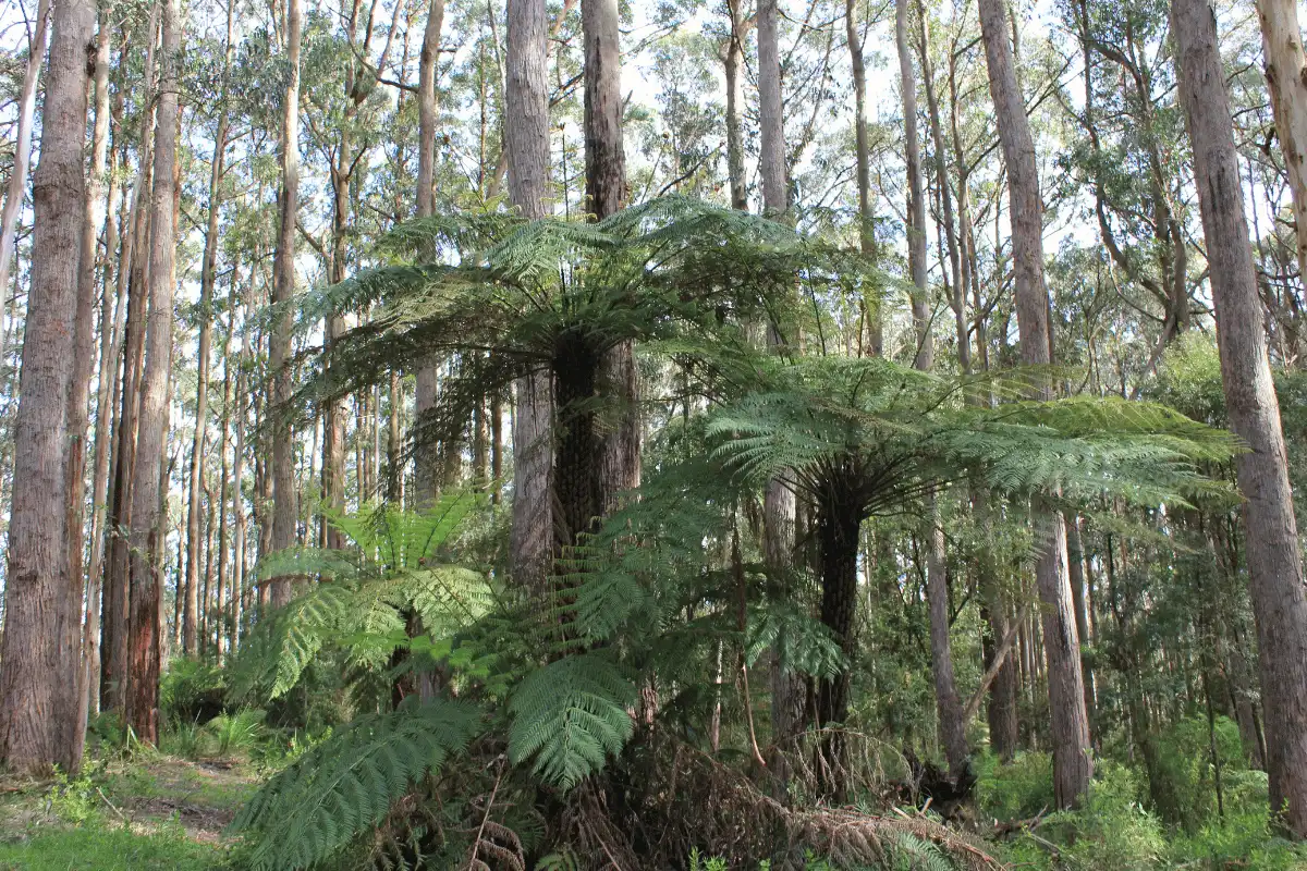 Pakis Pohon Raksasa (Dicksonia squarrosa)