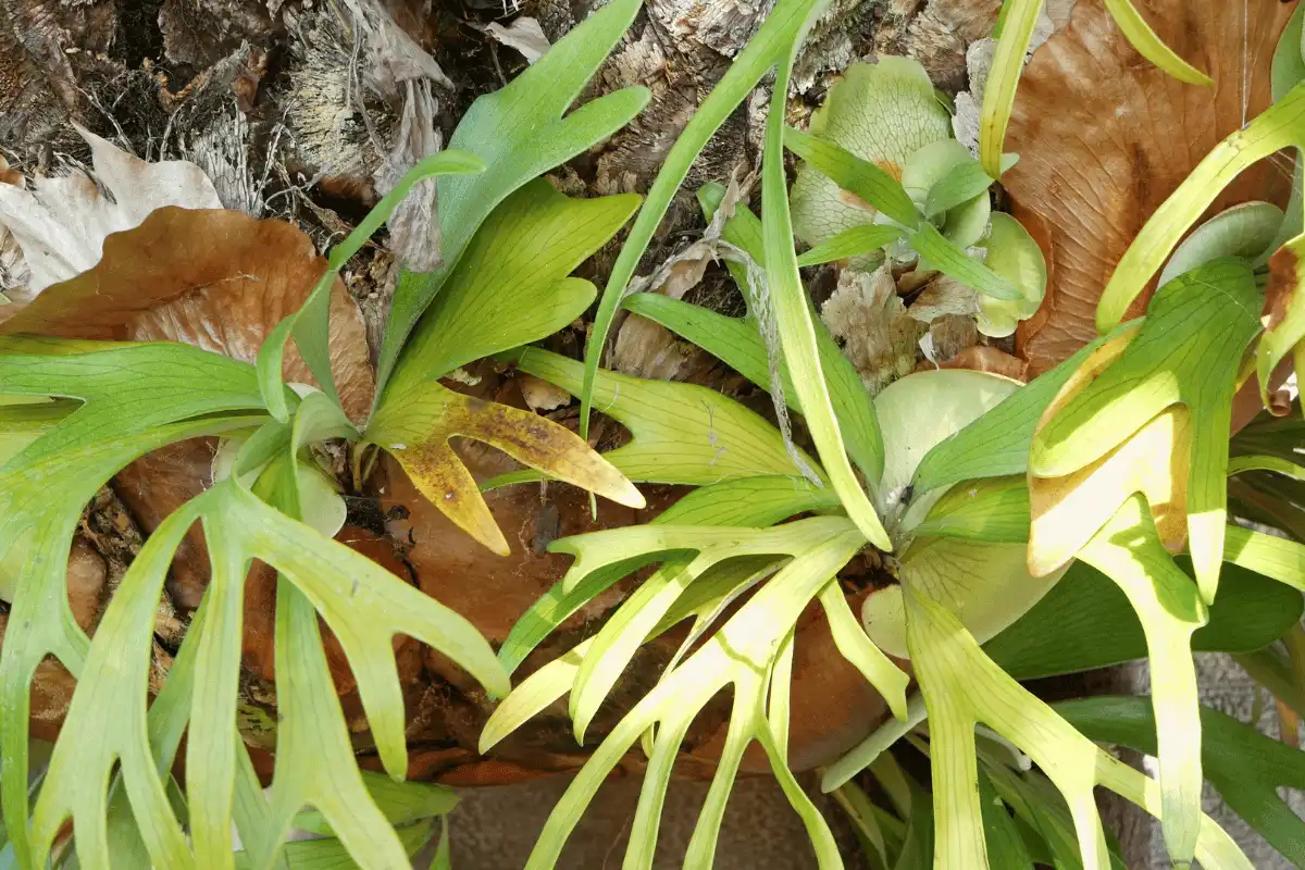 Pakis Tanduk Rusa (Platycerium bifurcatum)