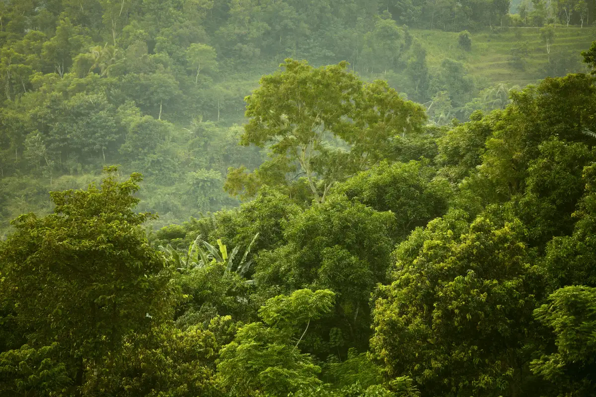 Pohon-Pohon besar yang ada di hutan.