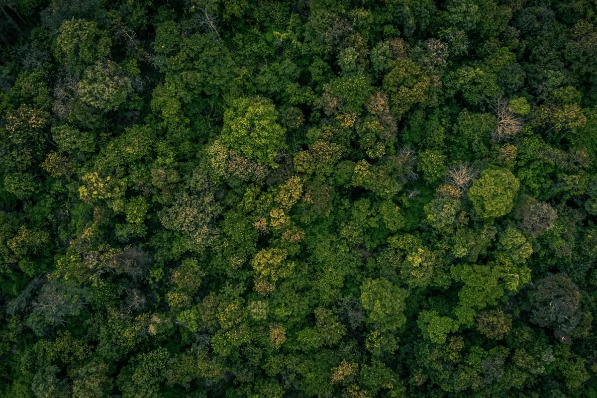 hutan lebat. 