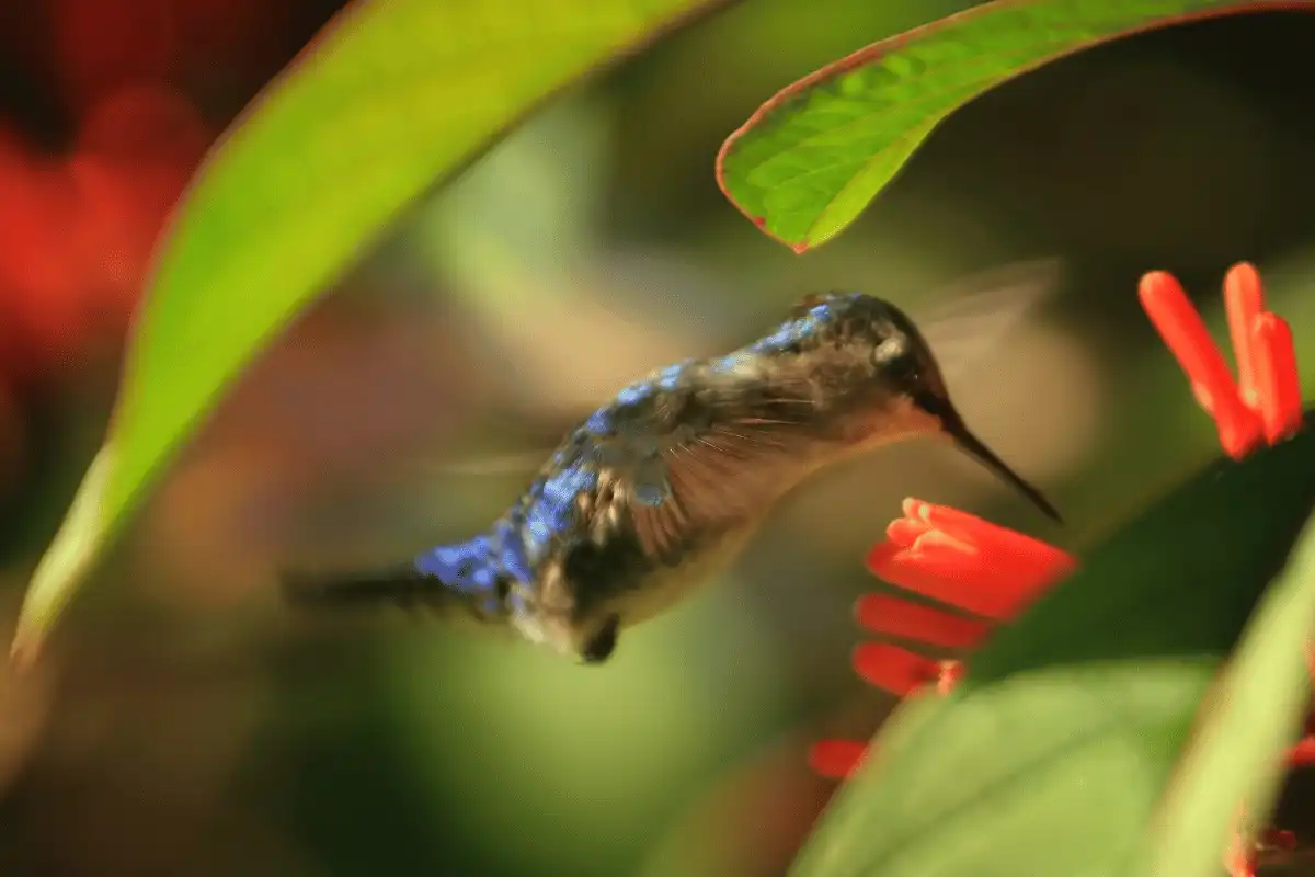  Burung kolibri lebah