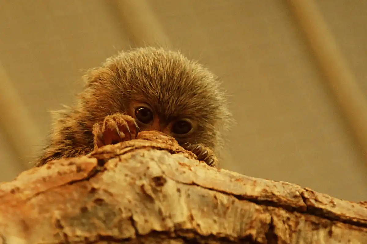 Pygmy Marmoset