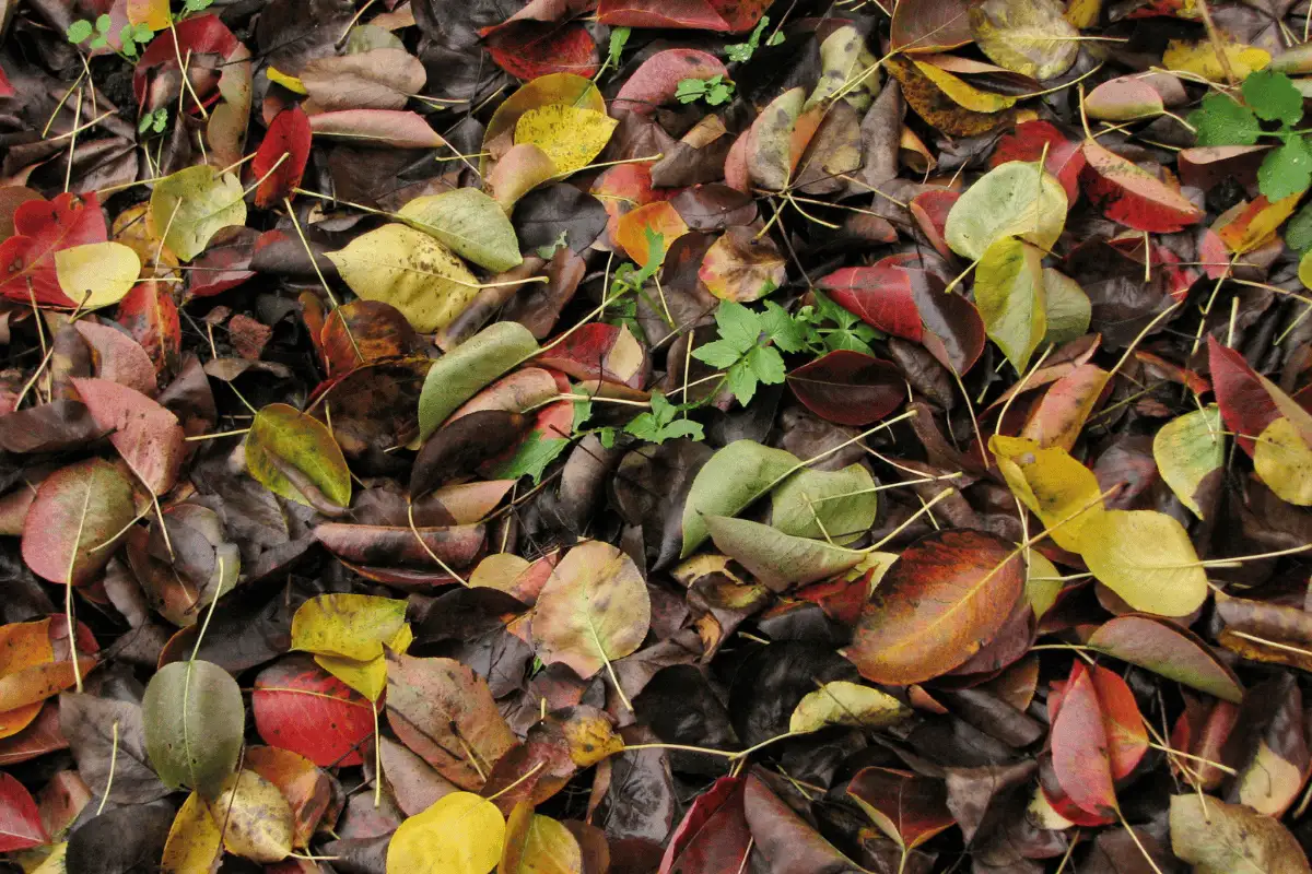 pembusukan daun di permukaan tanah.