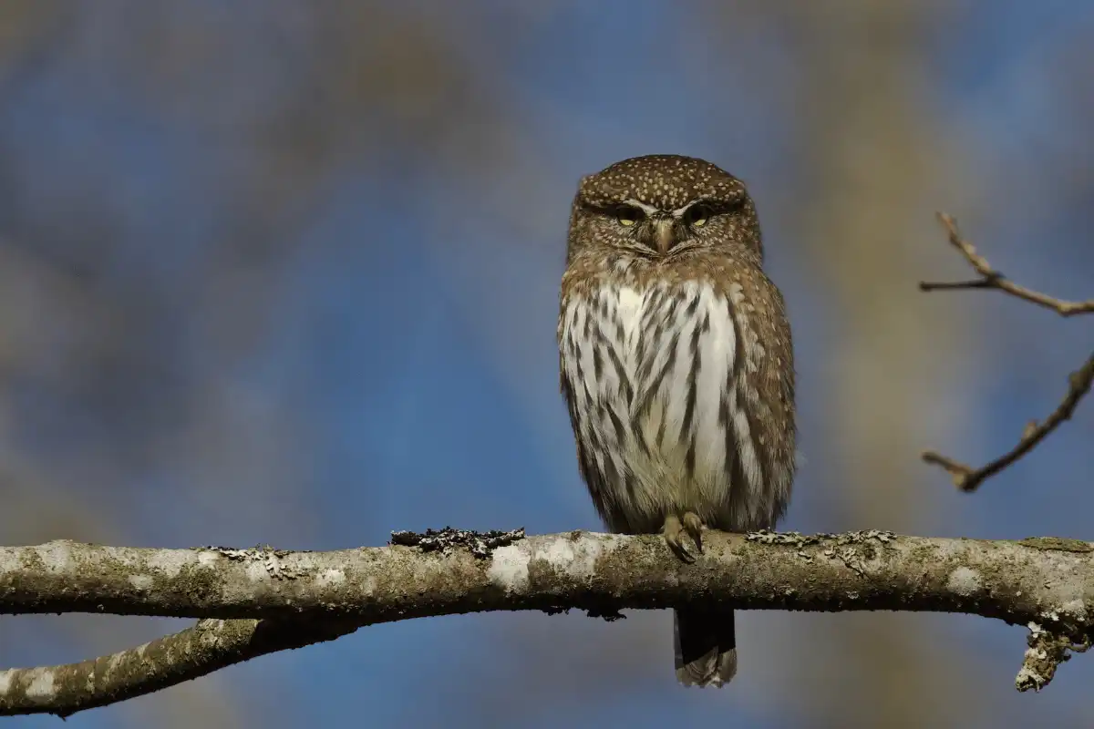 Northern Pygmy-owl. 