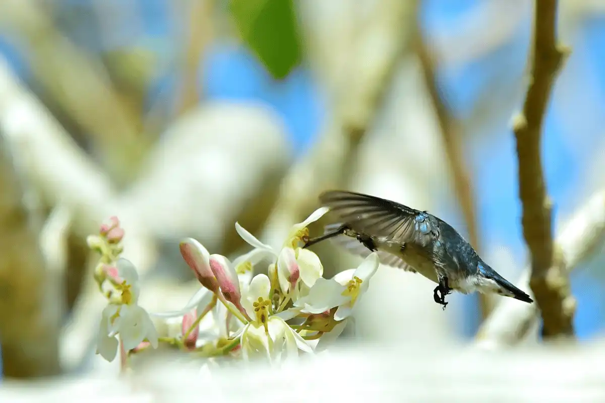 Burung Kolibri Lebah.