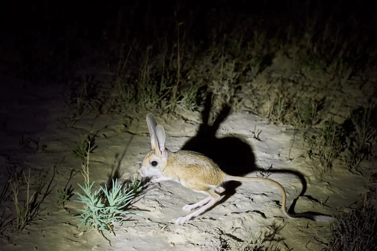 Baluchistan Pygmy Jerboa