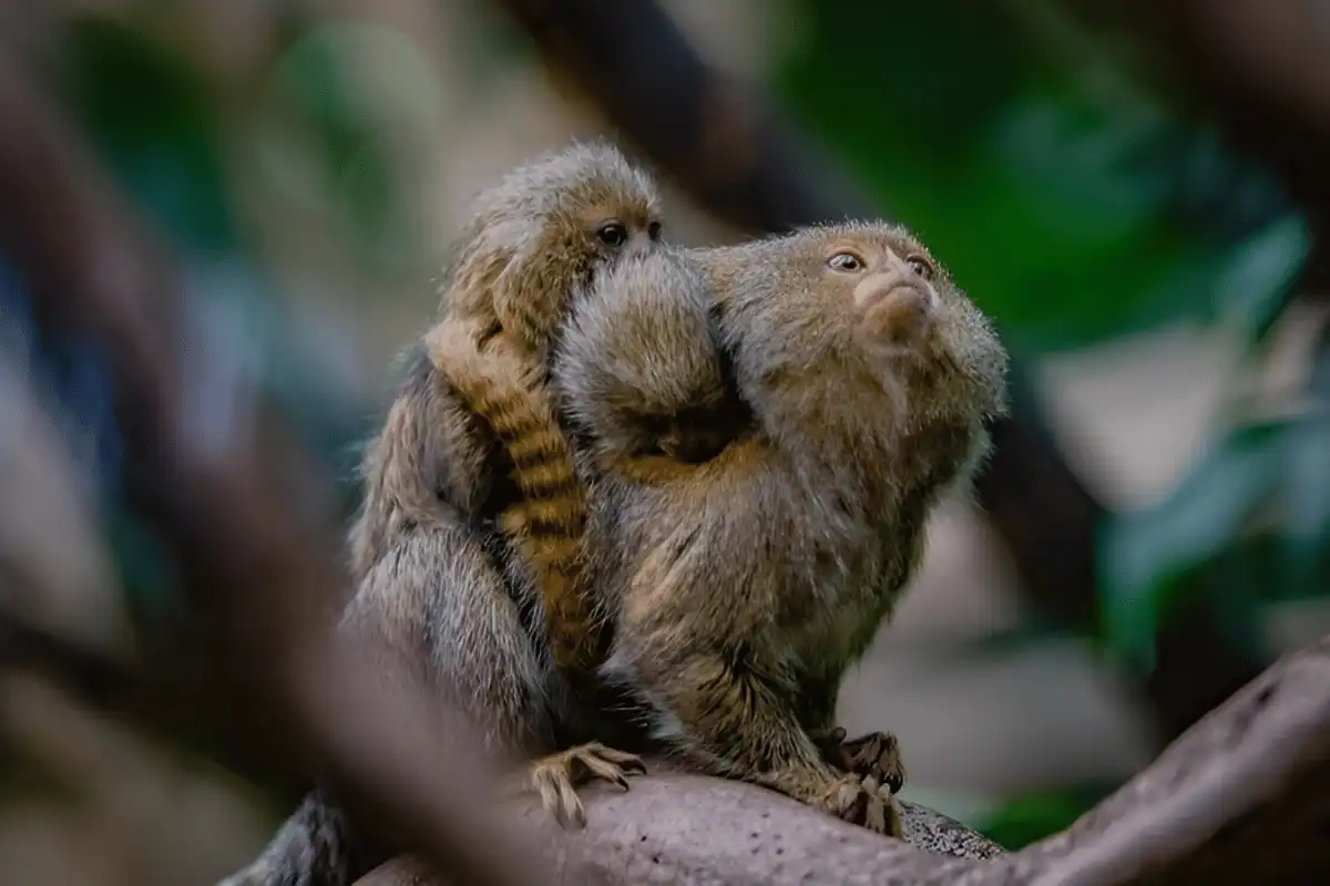 Pygmy Marmoset