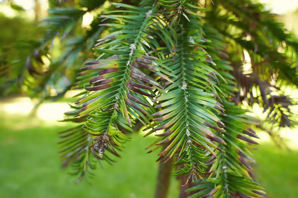 Pinus Wollemi (Wollemia nobilis)