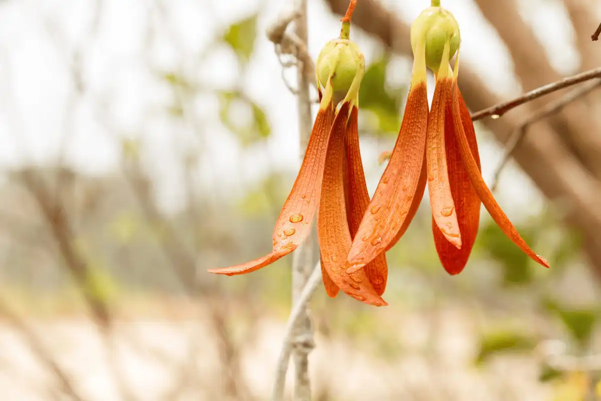 Pohon Meranti (Shorea spp.)