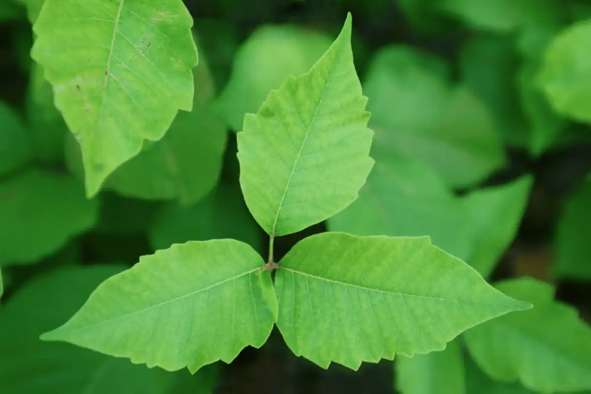 Poison Ivy (Toxicodendron radicans)