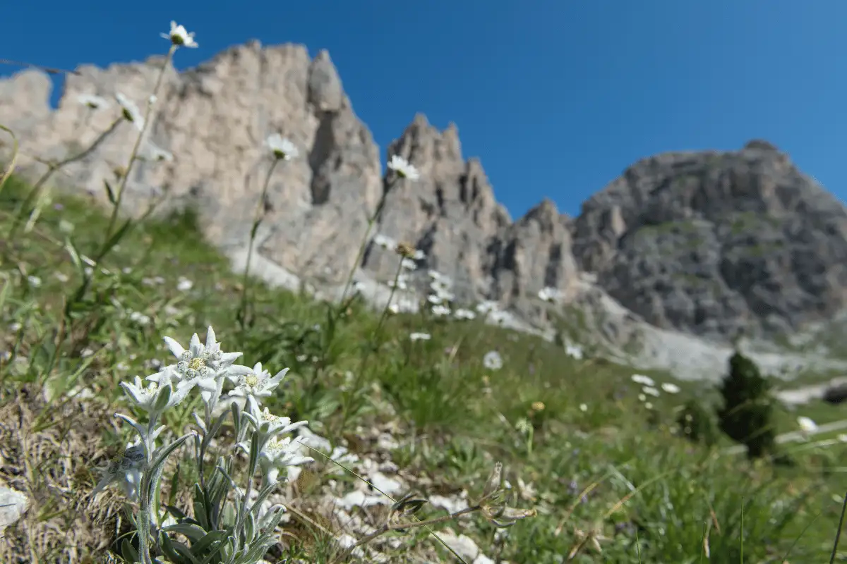 Bunga edelweiss