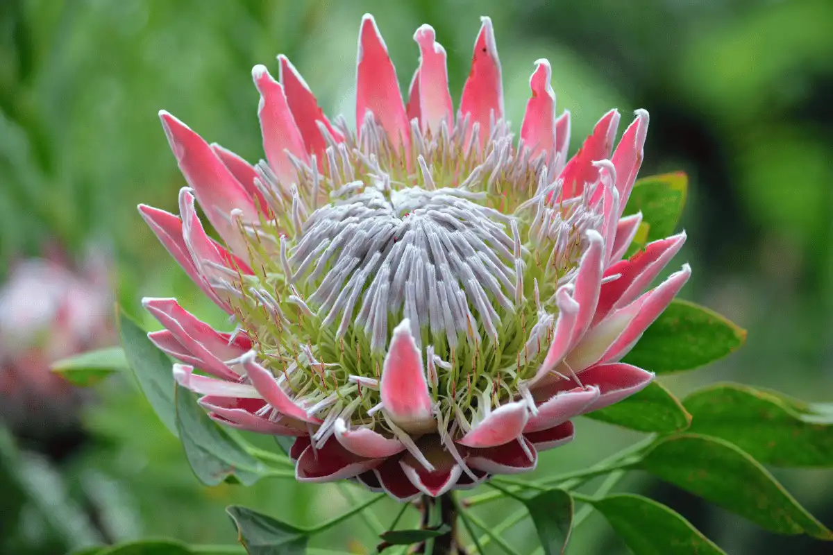 Protea Raja (Protea cynaroides)