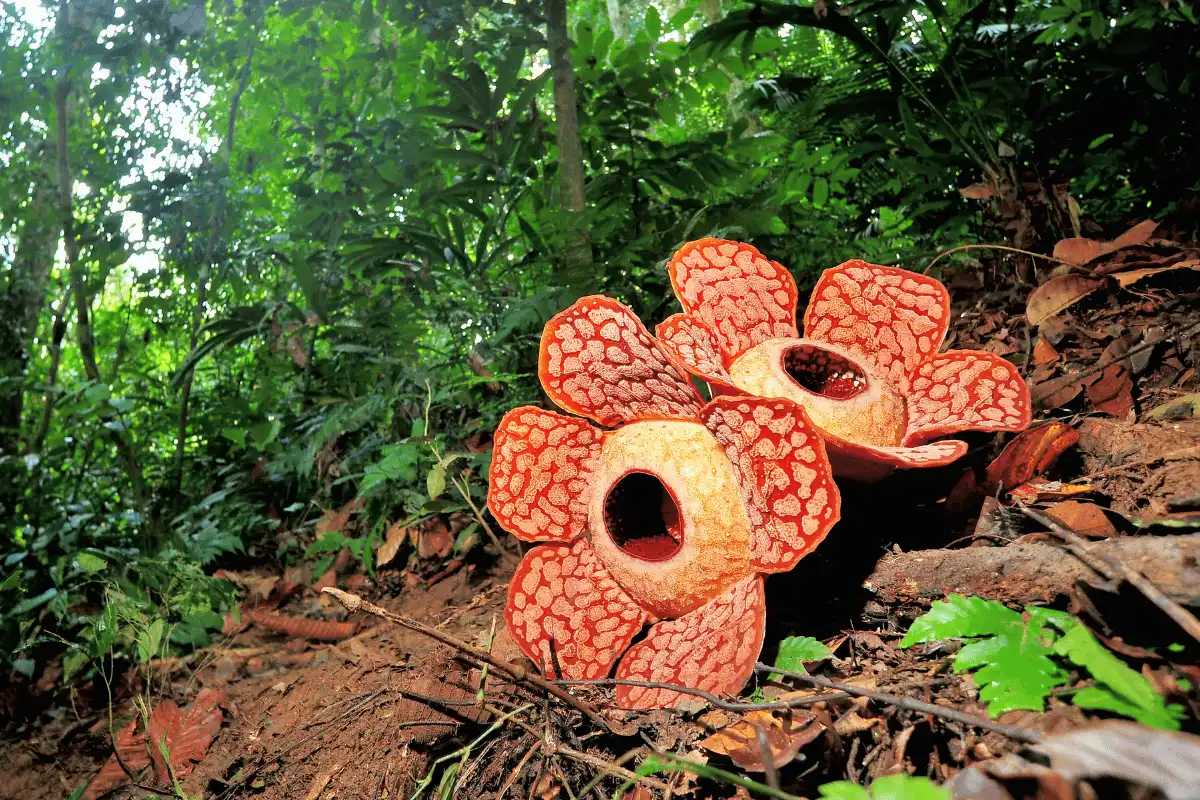 Rafflesia Arnoldii