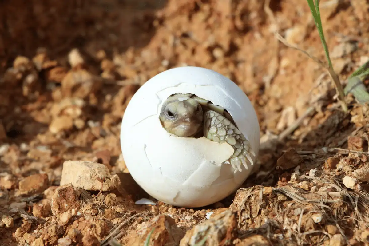 Padloper Tortoise. 