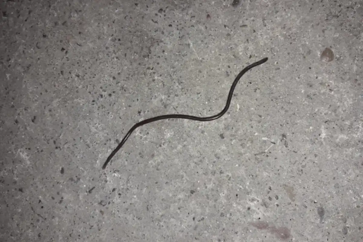 Barbados Threadsnake. 