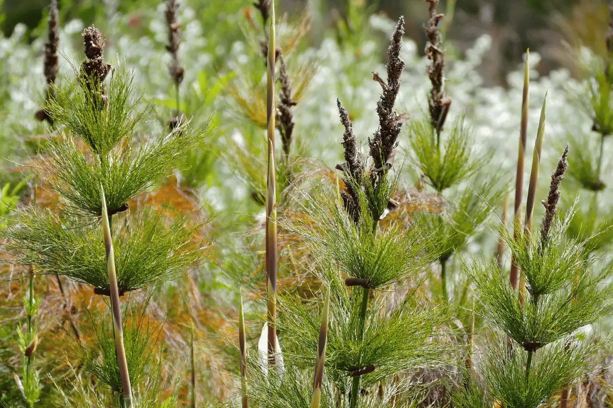 Restio Ekor Kuda (Elegia capensis)