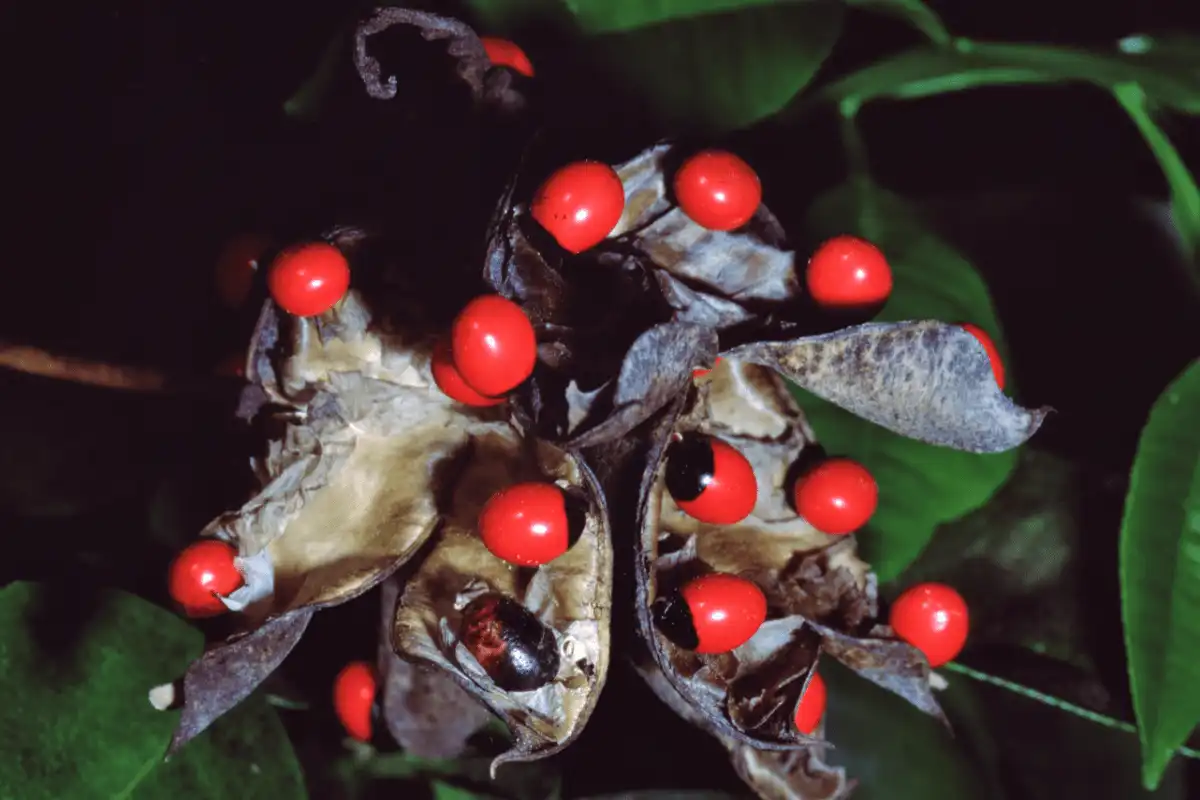 Rosary Pea (Abrus precatorius)