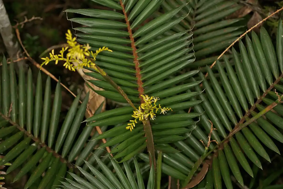 Rotan (Calamus spp.)