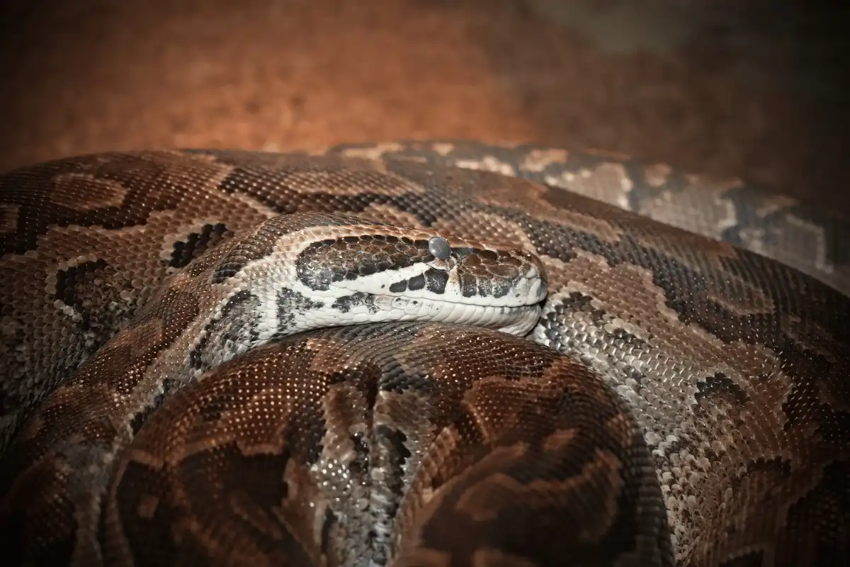 Sanca Batu Afrika (Python sebae)